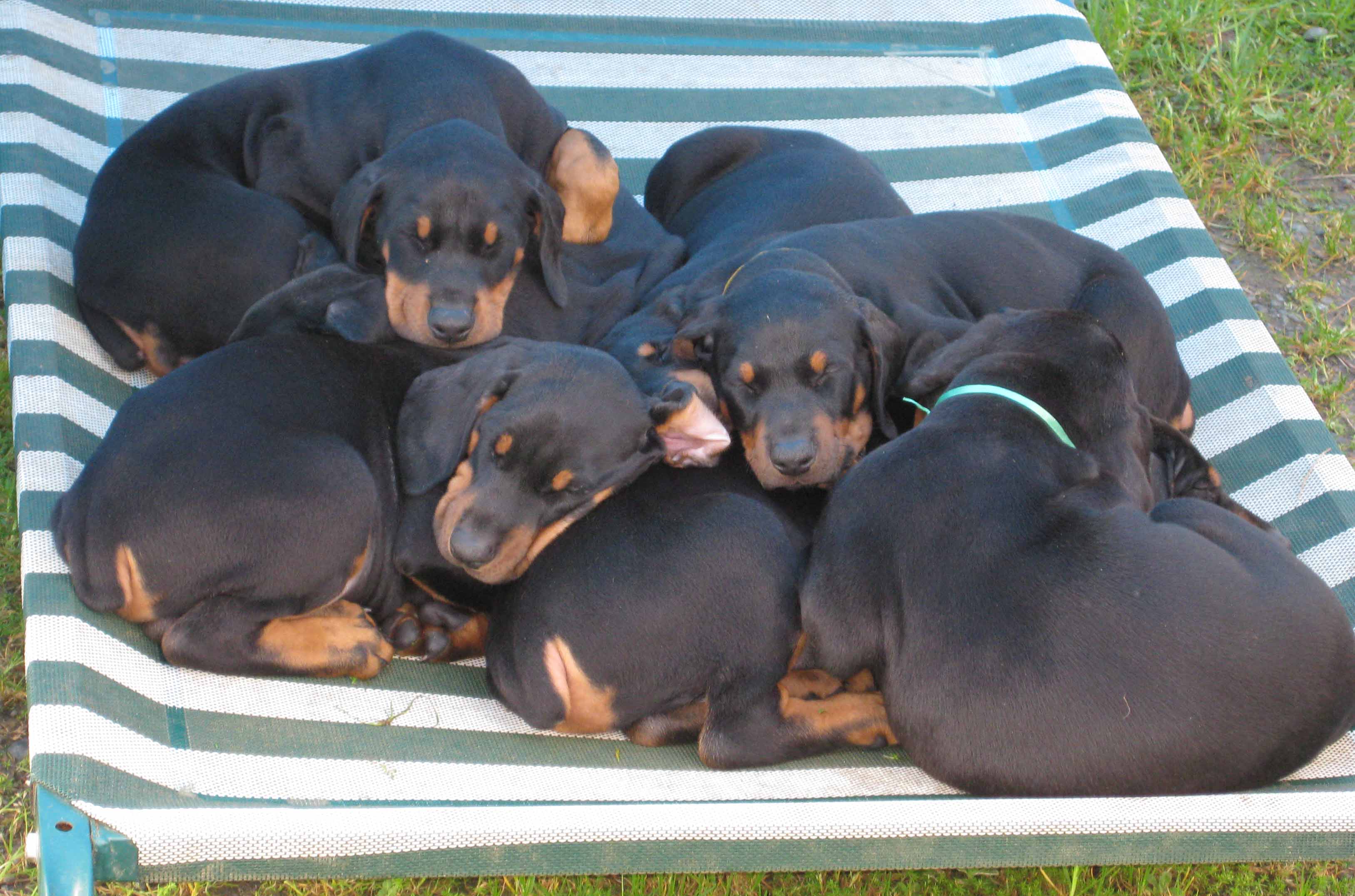 Kapiti Kennels About Us